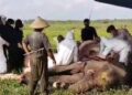 Satu Gajah Jantan Ukuran Jumbo Mati di Taman Nasional Way Kambas, Lampung Timur