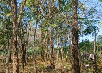 Kabel Listrik Semrawut Tanpa Solusi di Panca Jaya Mesuji