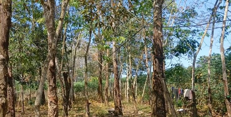 Kabel Listrik Semrawut Tanpa Solusi di Panca Jaya Mesuji