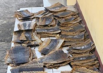 Penyelundupan Ratusan Lembar Kulit Ular Piton Digagalkan KSKP Bakauheni Bersama Barantin