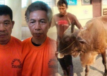 Sapi Curian Tertangkap Basah di Kamar, Dua Pelaku Diciduk
