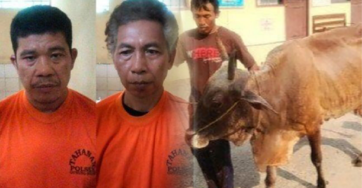 Sapi Curian Tertangkap Basah di Kamar, Dua Pelaku Diciduk