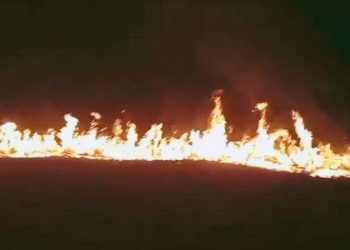 Kawasan TNWK Kembali Terbakar, Satwa Terpanggang di Tengah Api