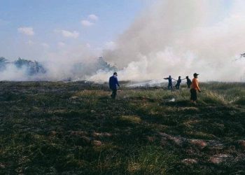 65 Hektare Sawit PT BNCW Terbakar