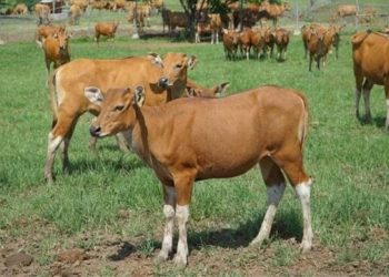 Kakek Sepuh Terperangkap Jeratan Janji Blantik Sapi