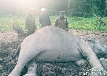 Gajah Betina Terbujur Kaku di TNWK