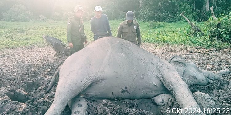 Gajah Betina Terbujur Kaku di TNWK