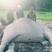 Gajah Betina Terbujur Kaku di TNWK