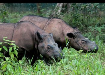 Menakar Rencana Perluasan Kandang Badak Ring 3 : Menjaga Badak atau Merusak Hutan?