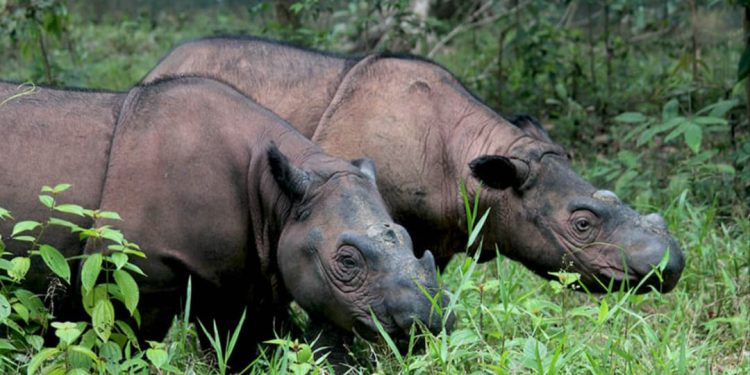 Menakar Rencana Perluasan Kandang Badak Ring 3 : Menjaga Badak atau Merusak Hutan?