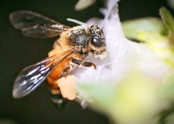 Saat Lebah Kecil Menjadi Ancaman Besar di Lampung Timur