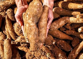 Harga Singkong Naik: Petani Lampung Menang!
