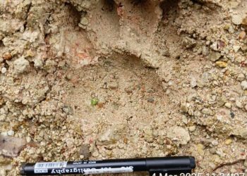 Sudah Diusik Gajah Liar, Diteror Harimau Juga