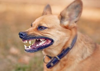 Ilustasi teror anjing liar