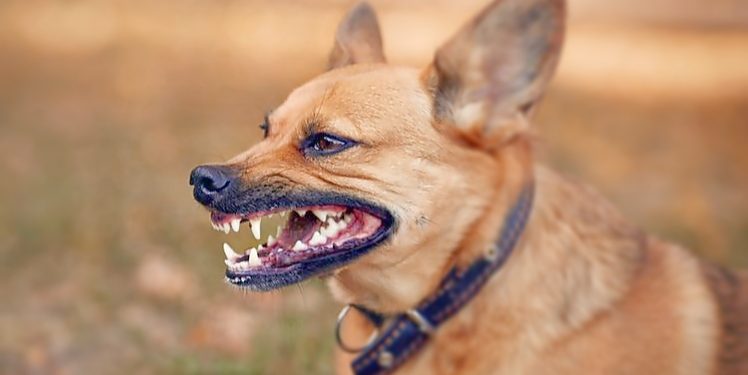 Ilustasi teror anjing liar