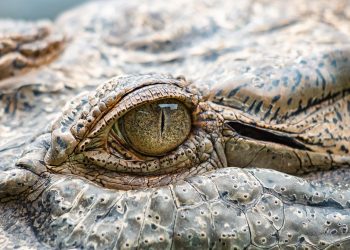 Ilustrasi buaya di Lampung Timur (pixabay)