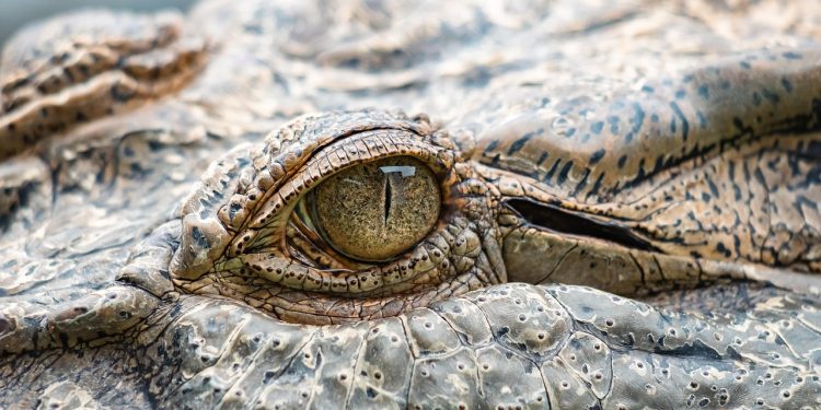 Ilustrasi buaya di Lampung Timur (pixabay)