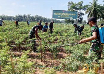 TNI dan Petani Rawat 20.000 Tanaman Cabai di Lamteng