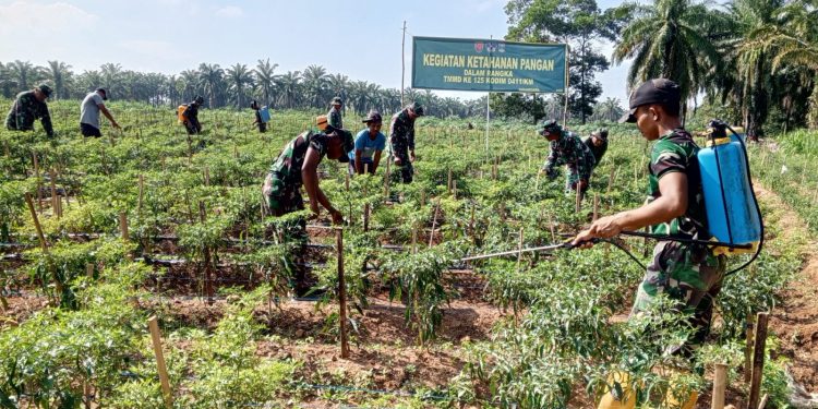 TNI dan Petani Rawat 20.000 Tanaman Cabai di Lamteng